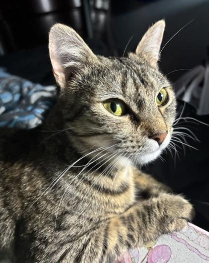 Enlarge Lynx, a Adoptable mixed breed in Wilkesboro, NC image 3/3