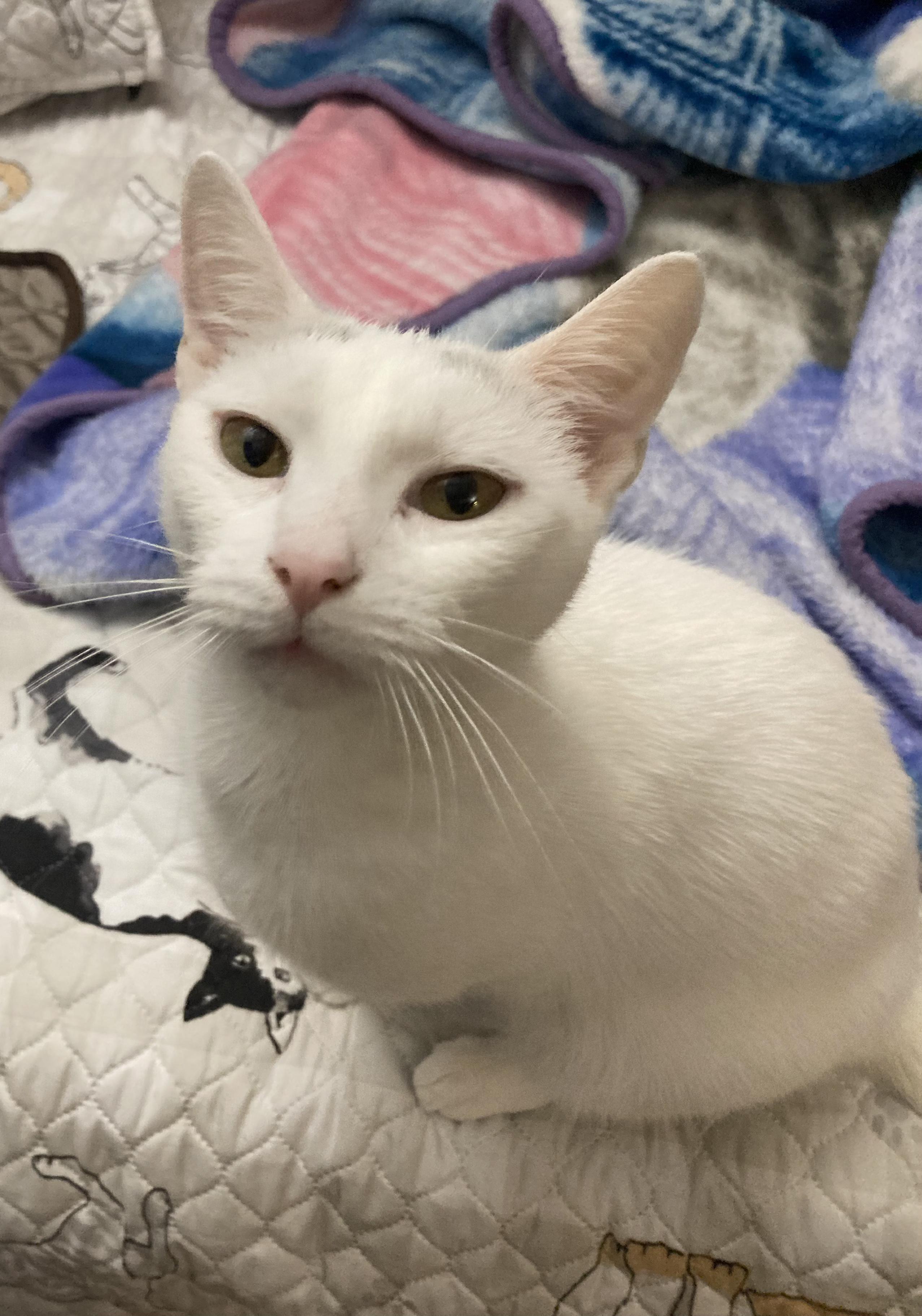 Snowy, Adoptable, Adult Female Domestic Short Hair.