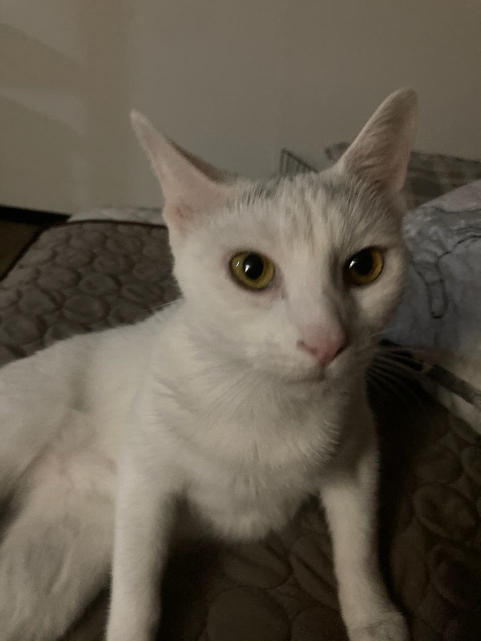 Enlarge Snowy, a Adoptable mixed breed in Stewartsville,, NJ image 2/4