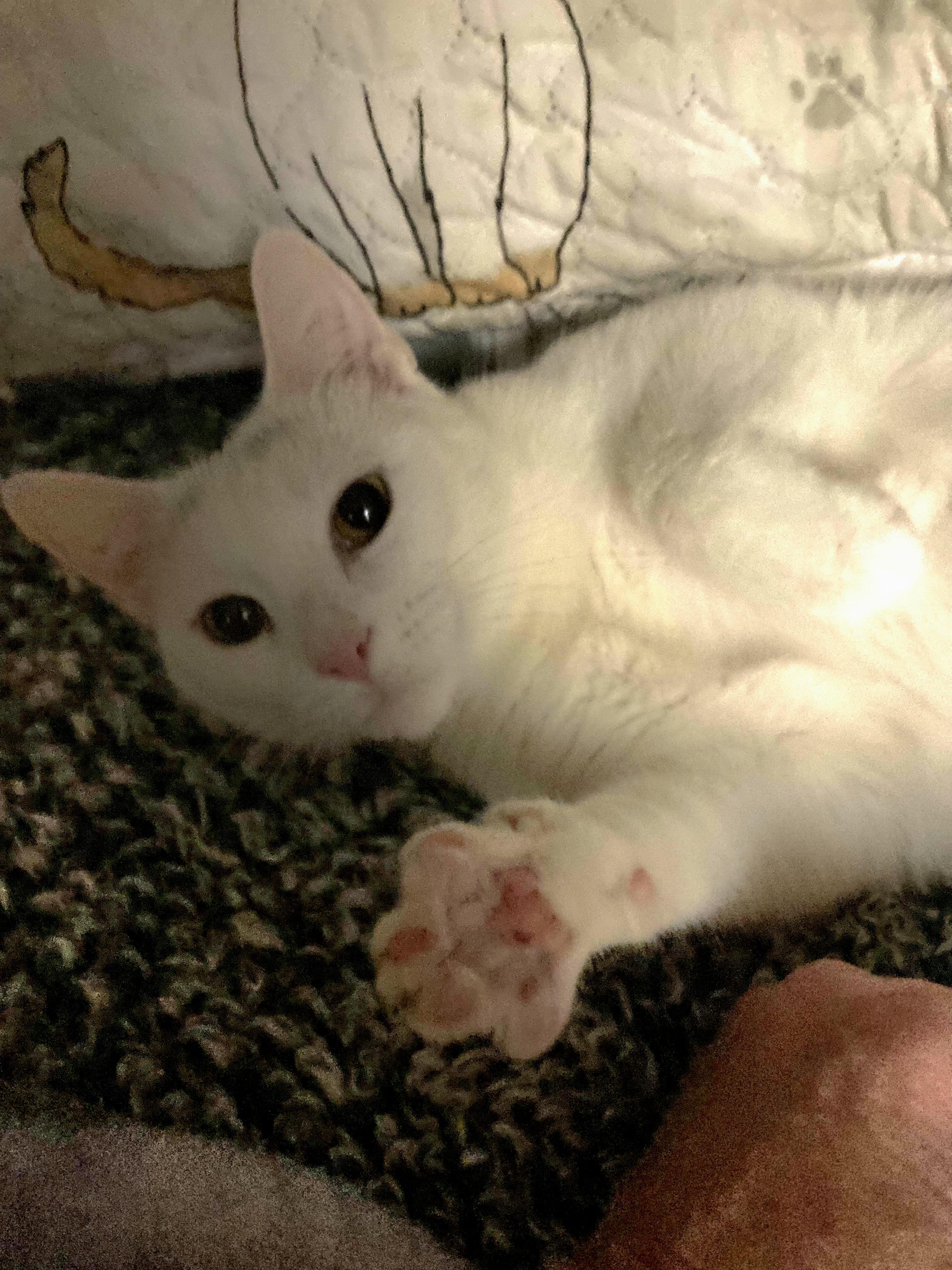 Enlarge Snowy, a Adoptable mixed breed in Stewartsville,, NJ image 3/5