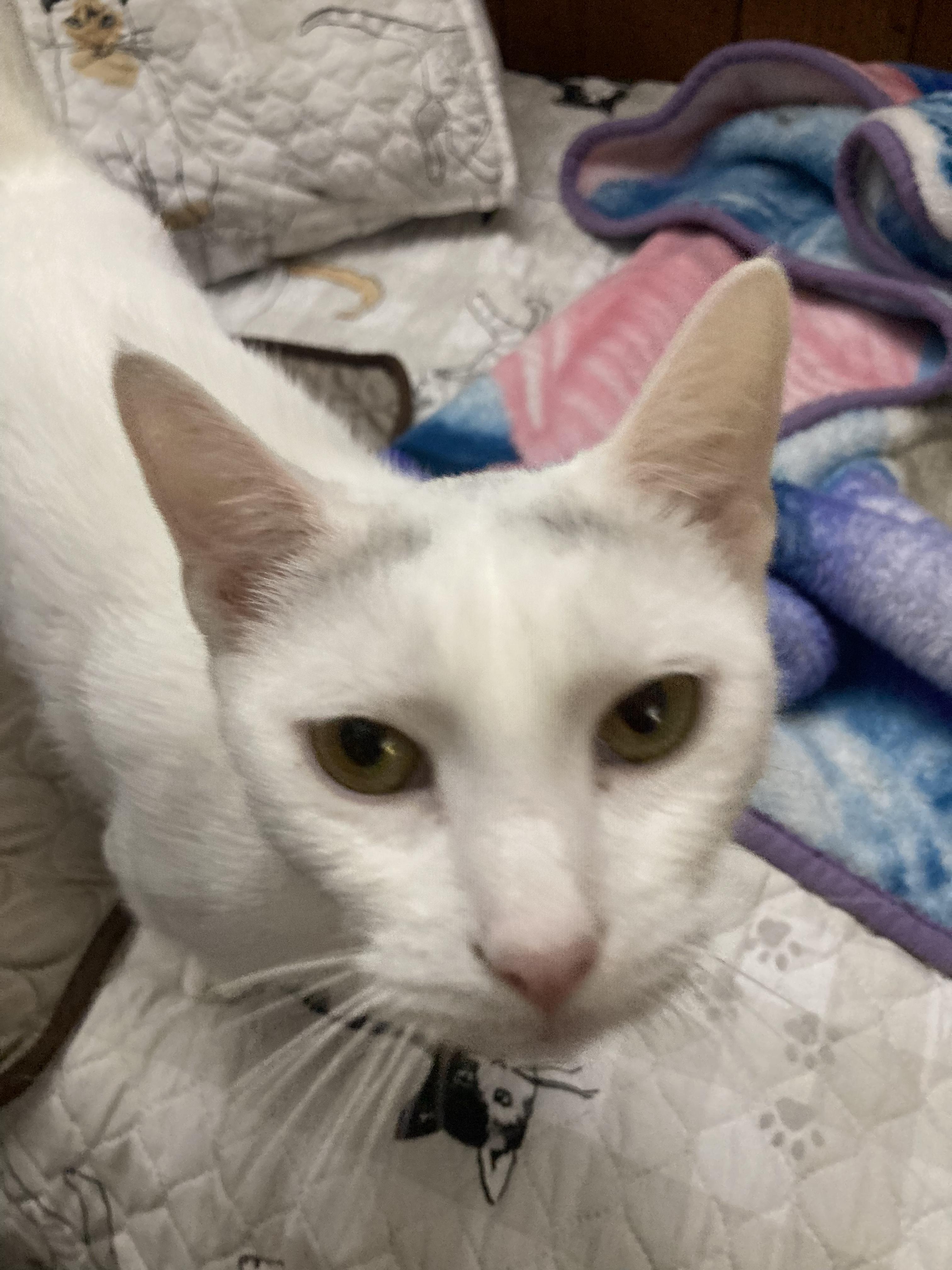 Enlarge Snowy, a Adoptable mixed breed in Stewartsville,, NJ image 3/4