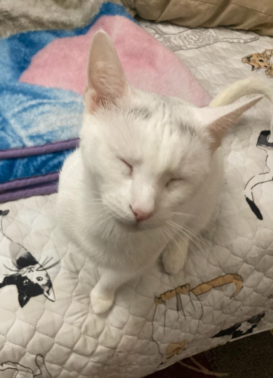 Enlarge Snowy, a Adoptable mixed breed in Stewartsville,, NJ image 4/4