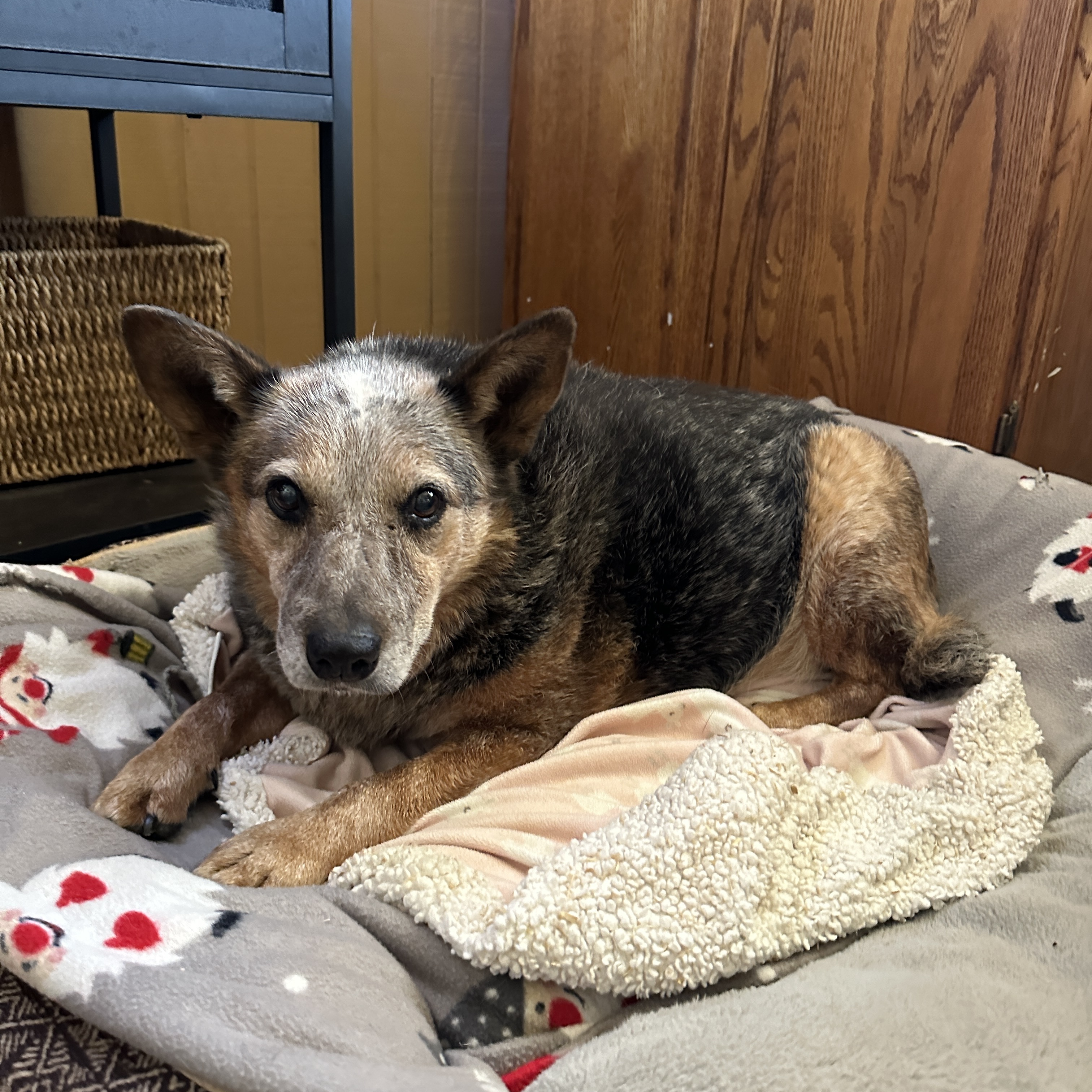 Enlarge Adeline, a Adoptable mixed breed in Seguin, TX image 3/3