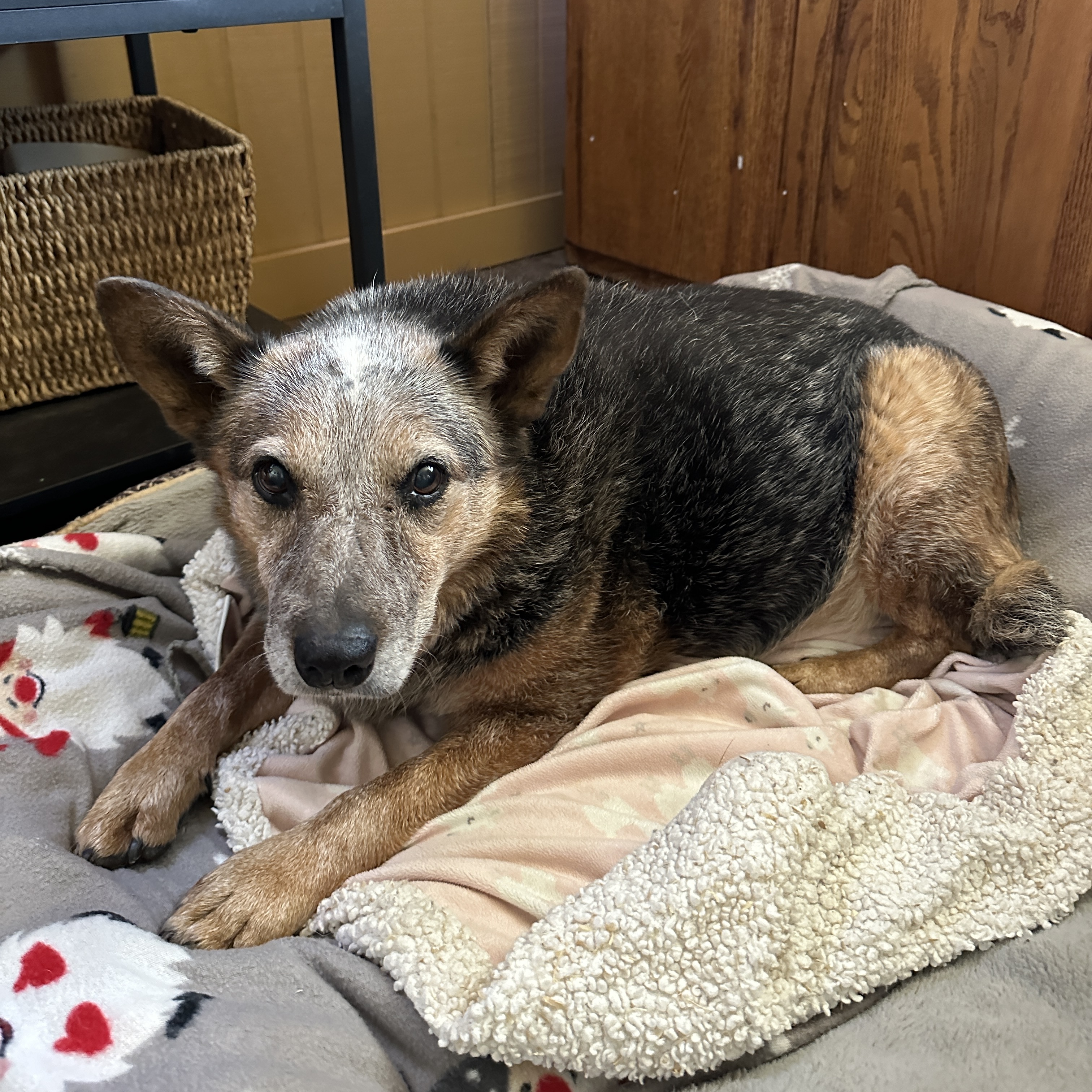 Enlarge Adeline, a Adoptable mixed breed in Seguin, TX image 1/3