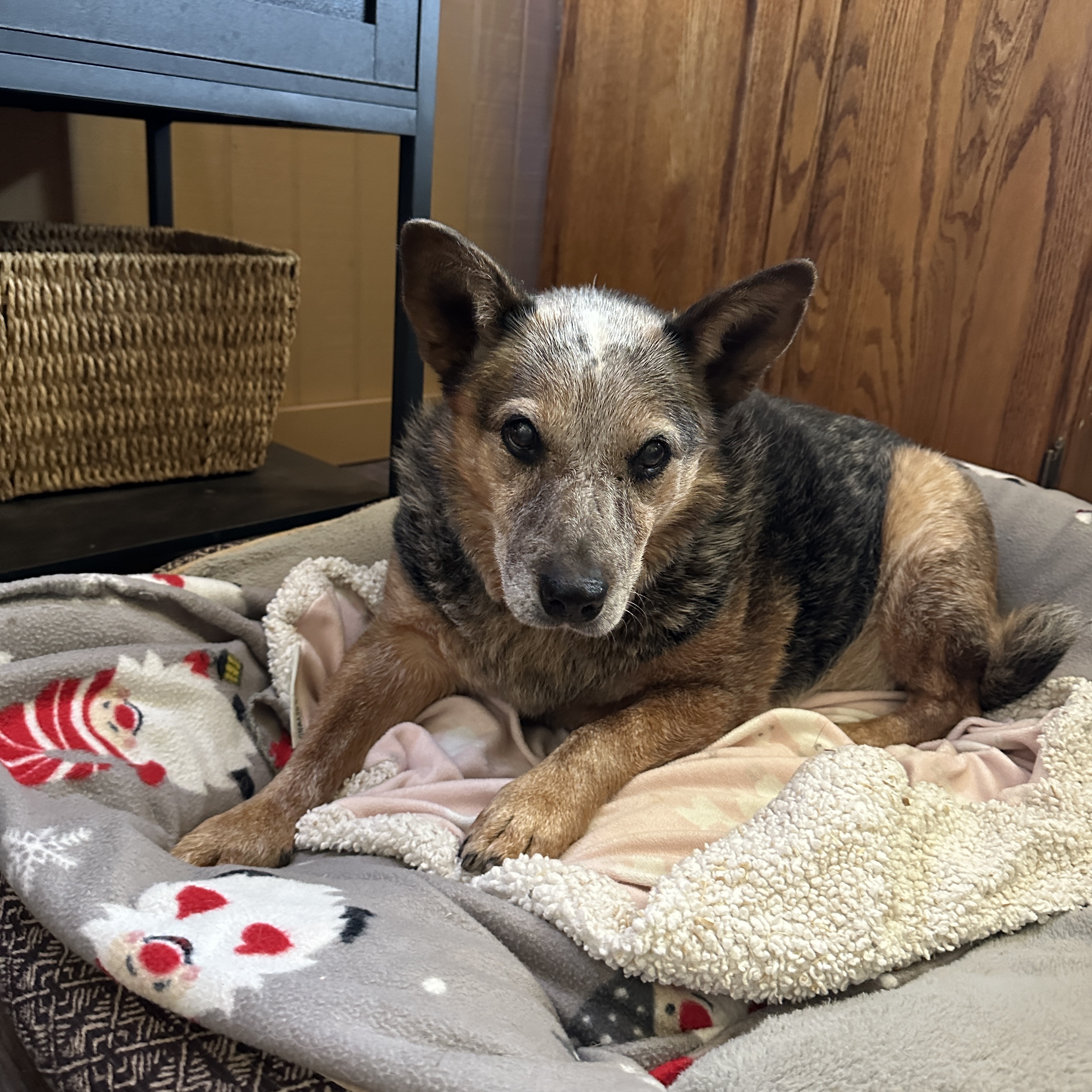 Enlarge Adeline, a Adoptable mixed breed in Seguin, TX image 2/3