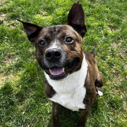 Tank, Adoptable, Adult Male Pit Bull Terrier & Mixed Breed.