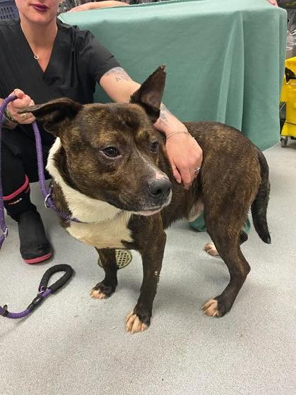 Tank, Adoptable, Adult Male Pit Bull Terrier & Mixed Breed.