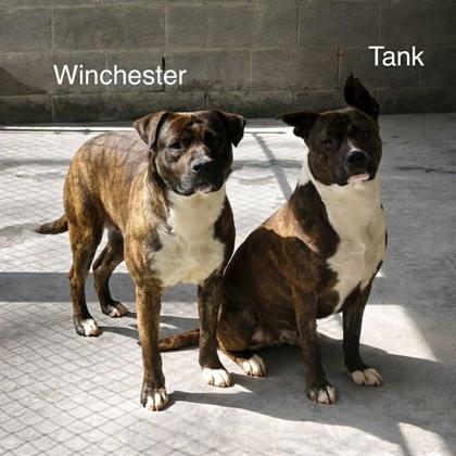 Tank, Adoptable, Adult Male Pit Bull Terrier & Mixed Breed.