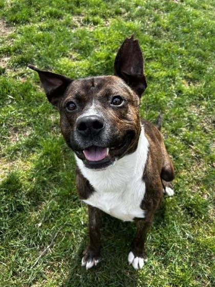 Enlarge Tank, a Adoptable mixed breed in Spruce Pine, NC image 1/1
