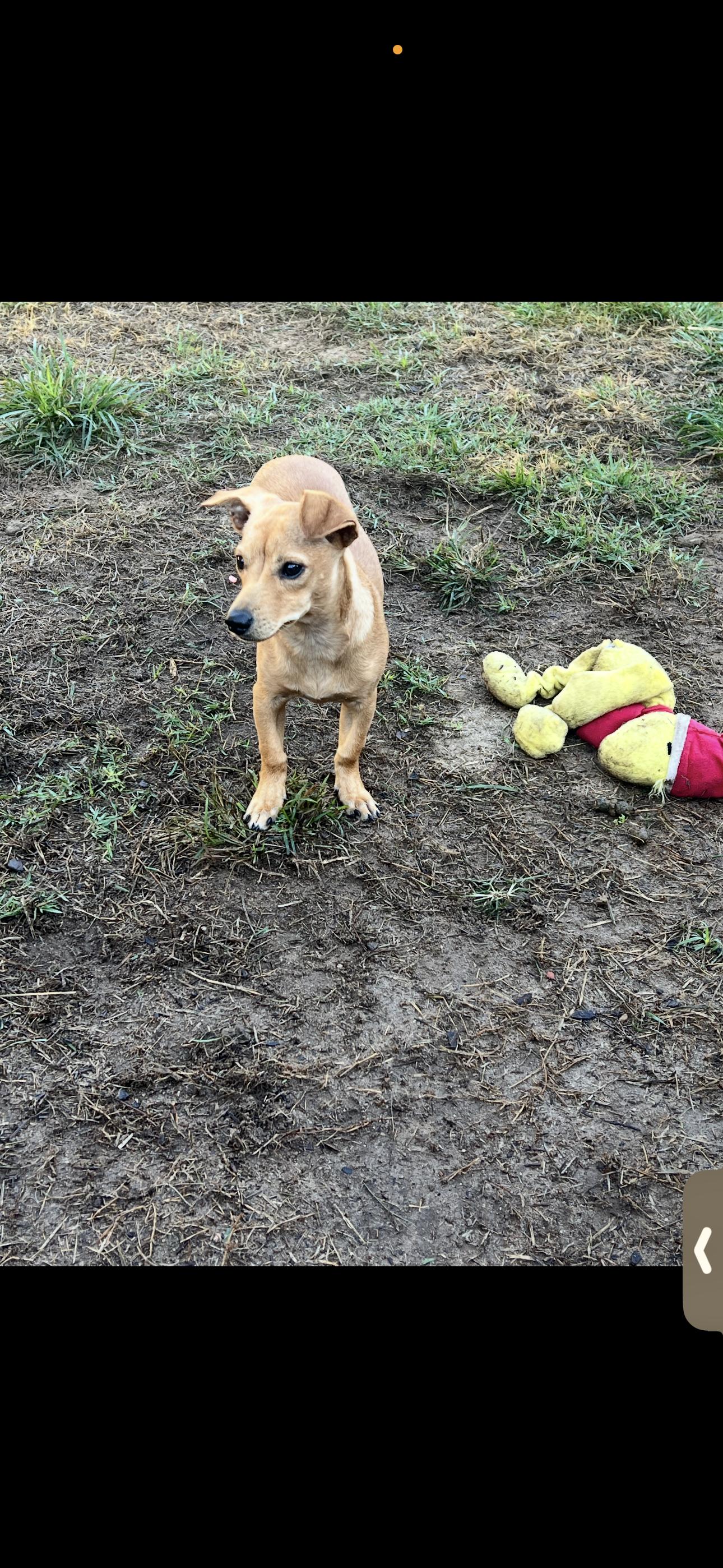 Budjii, Adoptable, Young Male Dachshund.