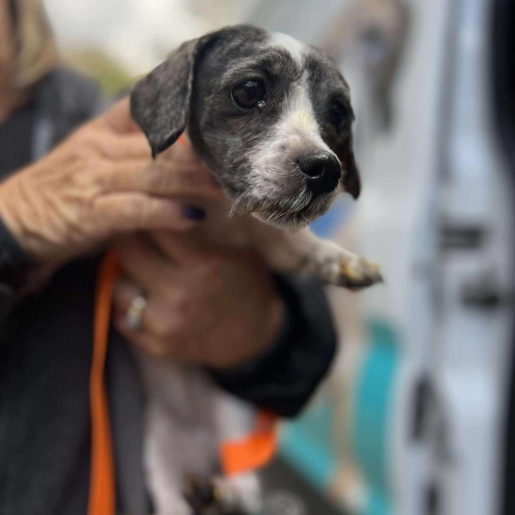 Bellamy, Adoptable, Adult Female Shih Tzu.