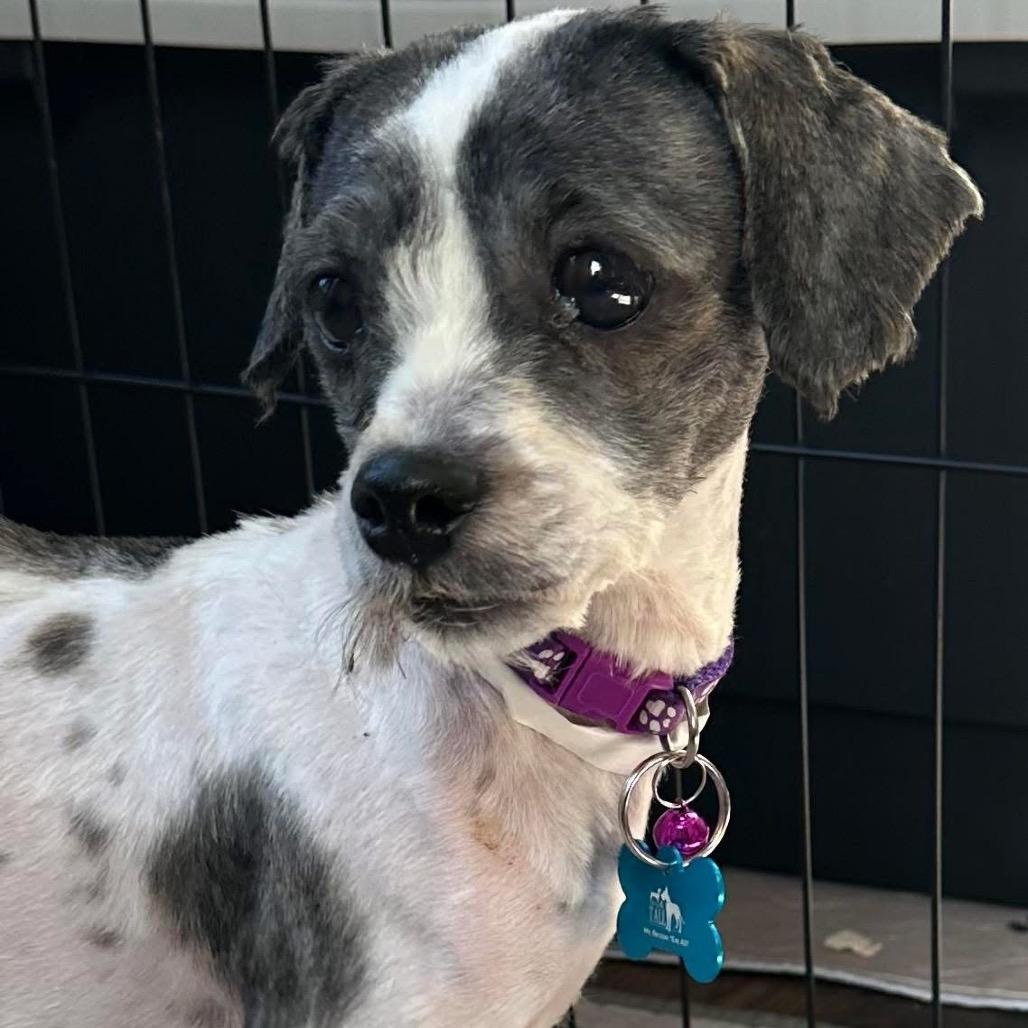 Enlarge Bellamy, a Adoptable Shih Tzu in St. Charles, IL image 2/6