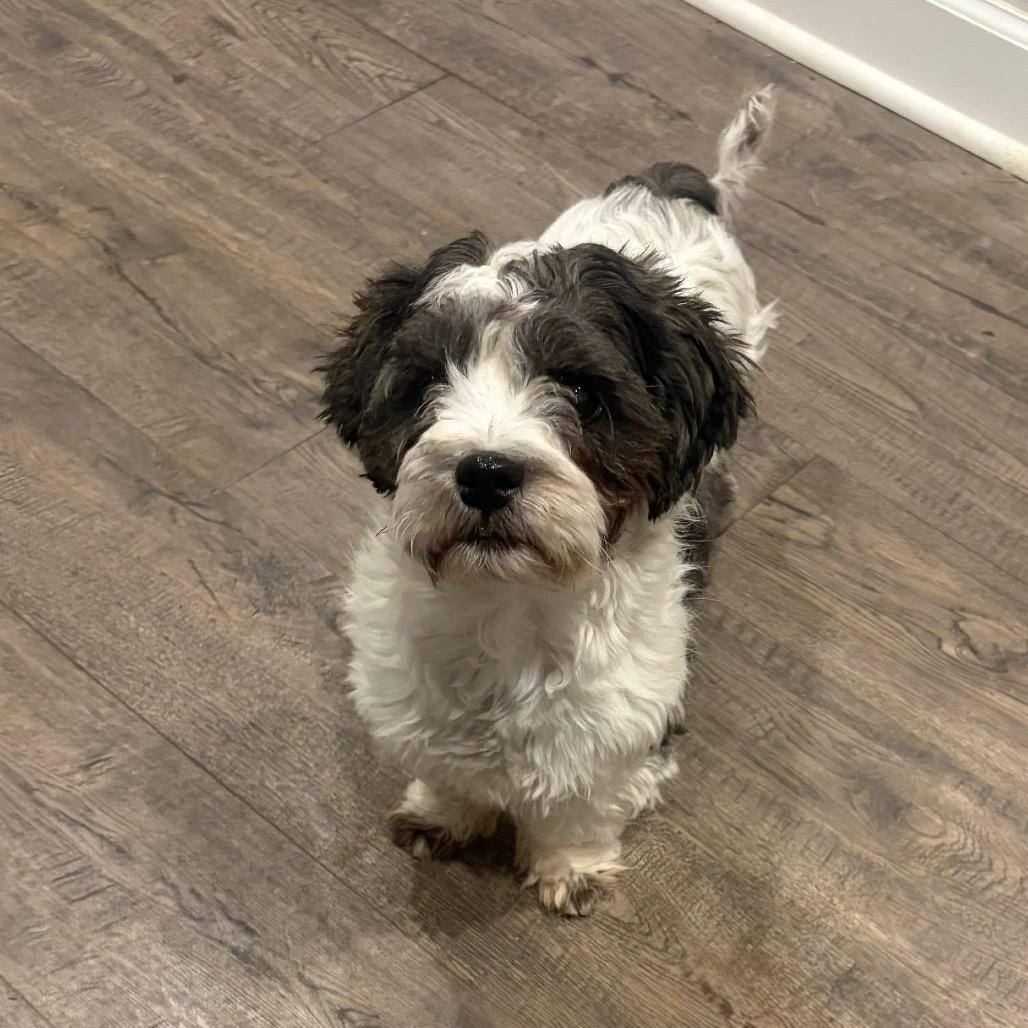 Enlarge Bellamy, a Adoptable Shih Tzu in St. Charles, IL image 6/6