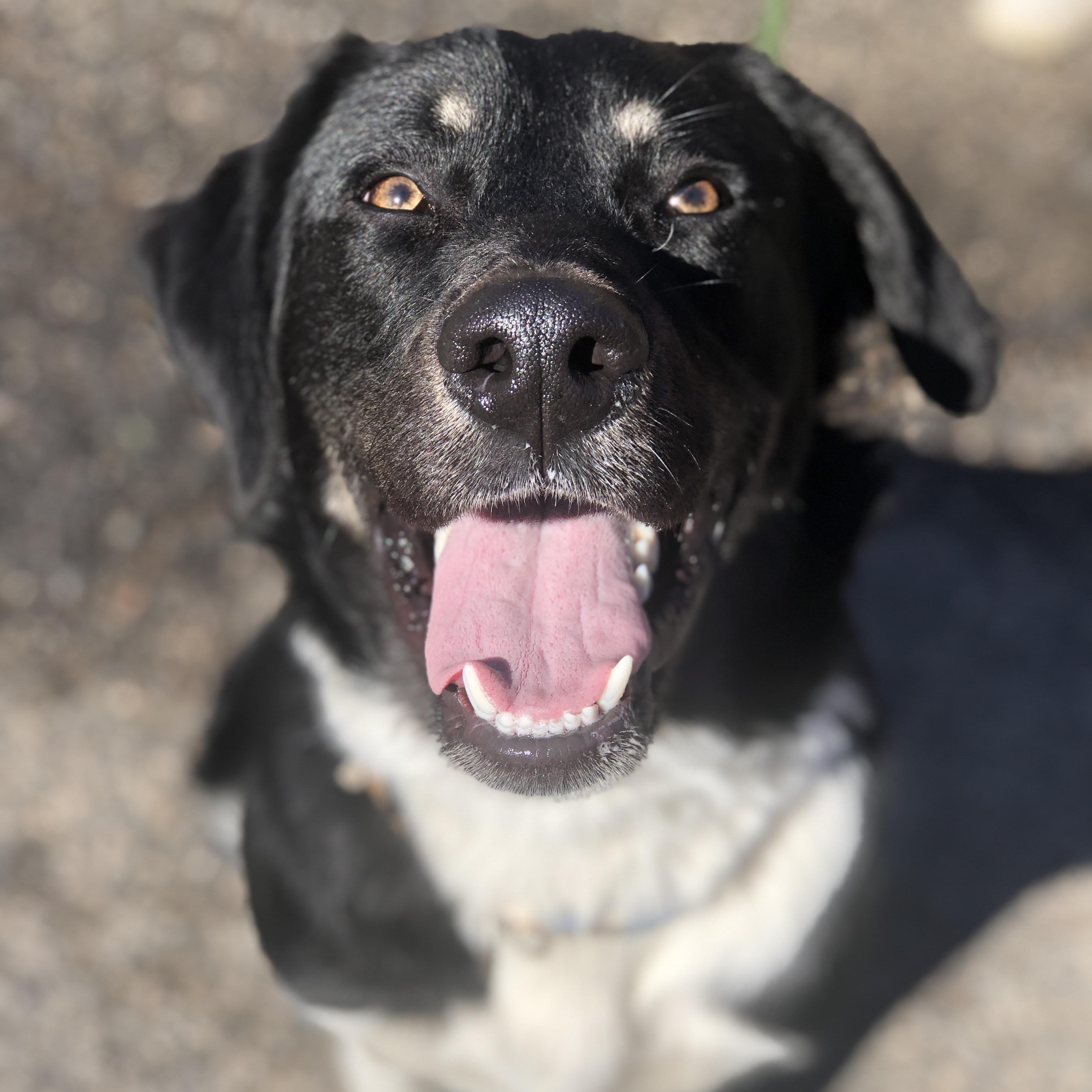 Bear, an adopted mixed breed in Petersburg, VA image 1/6