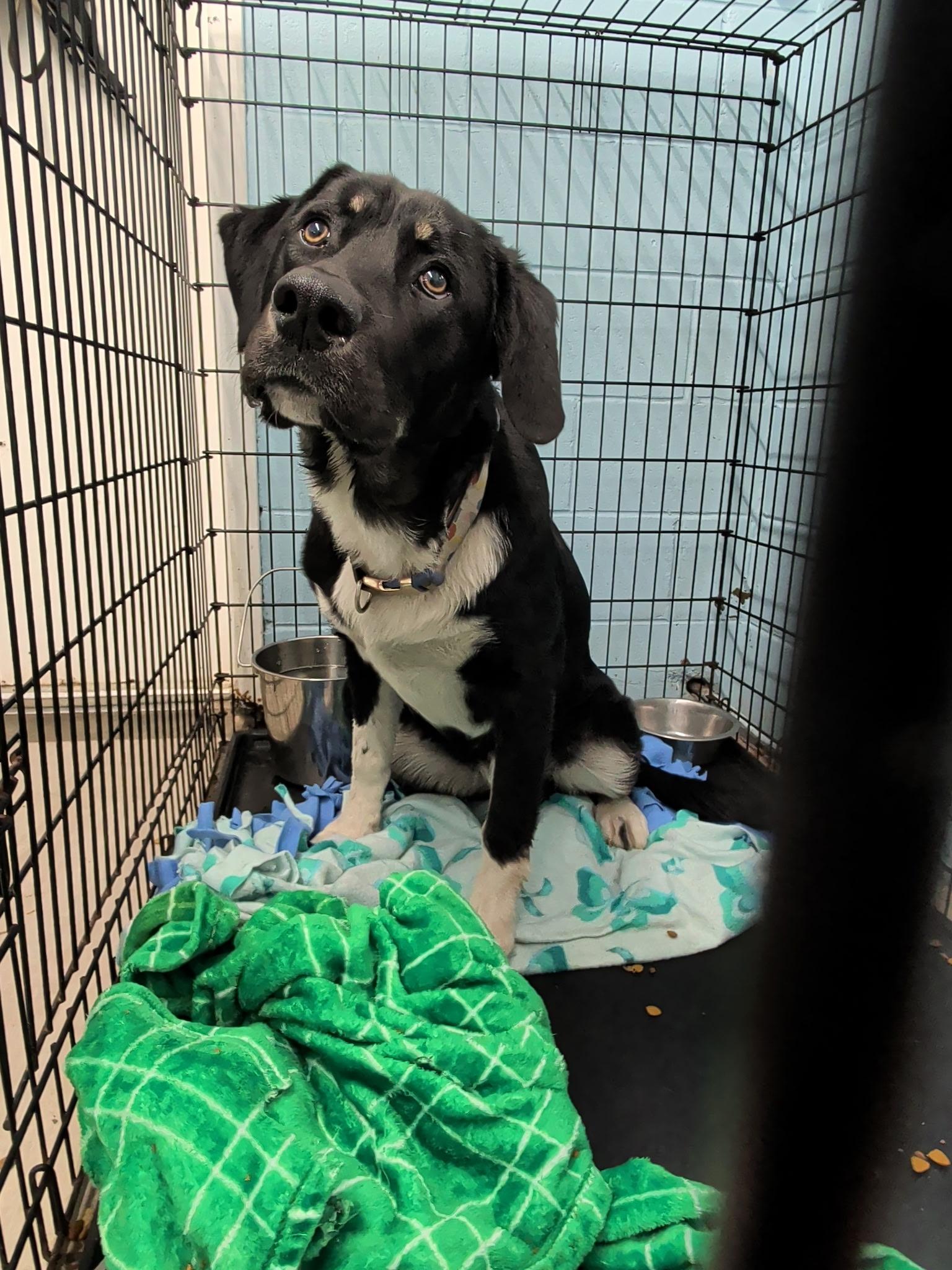 Bear, an adopted mixed breed in Petersburg, VA image 5/6