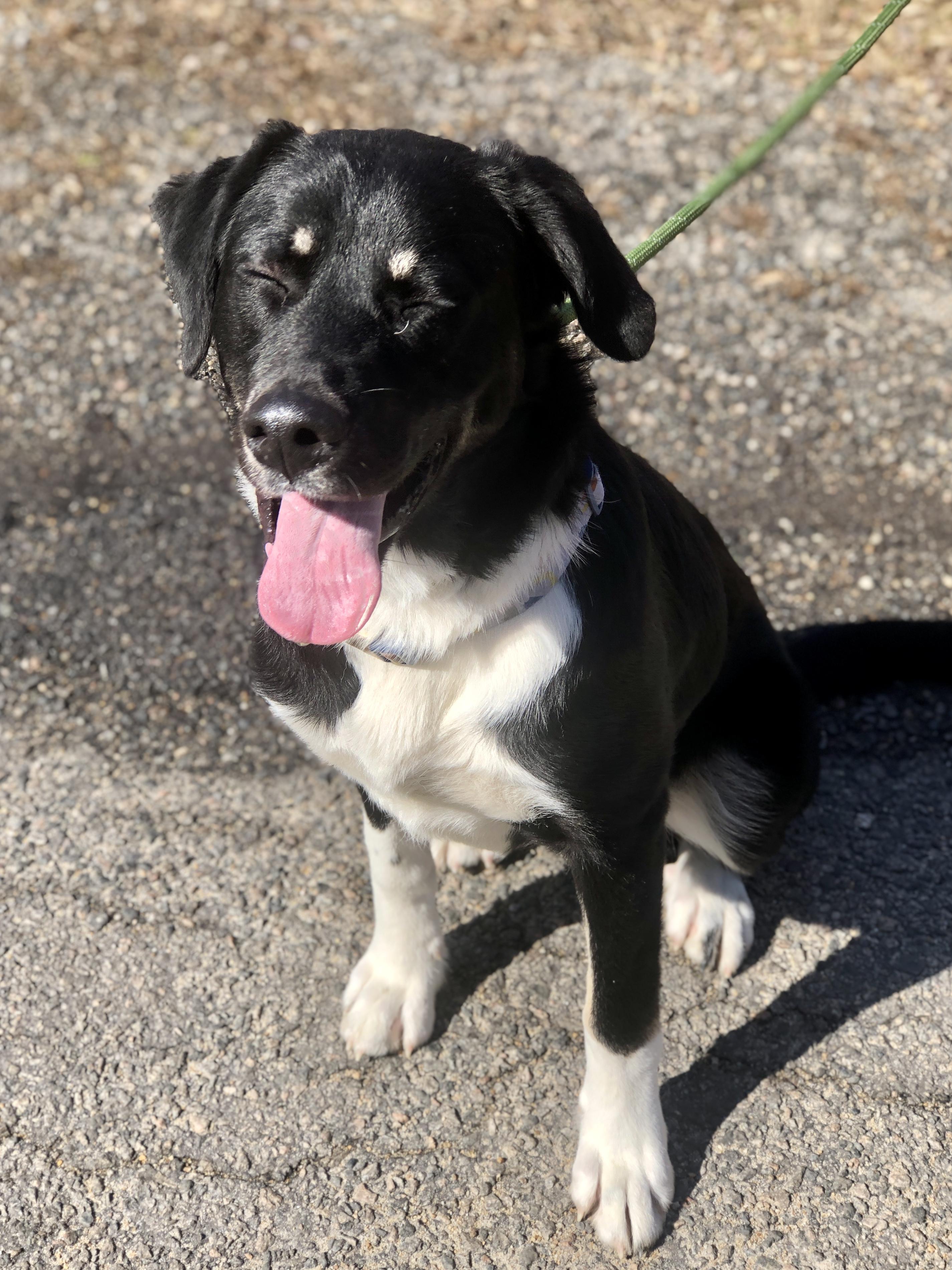 Bear, an adopted mixed breed in Petersburg, VA image 6/6