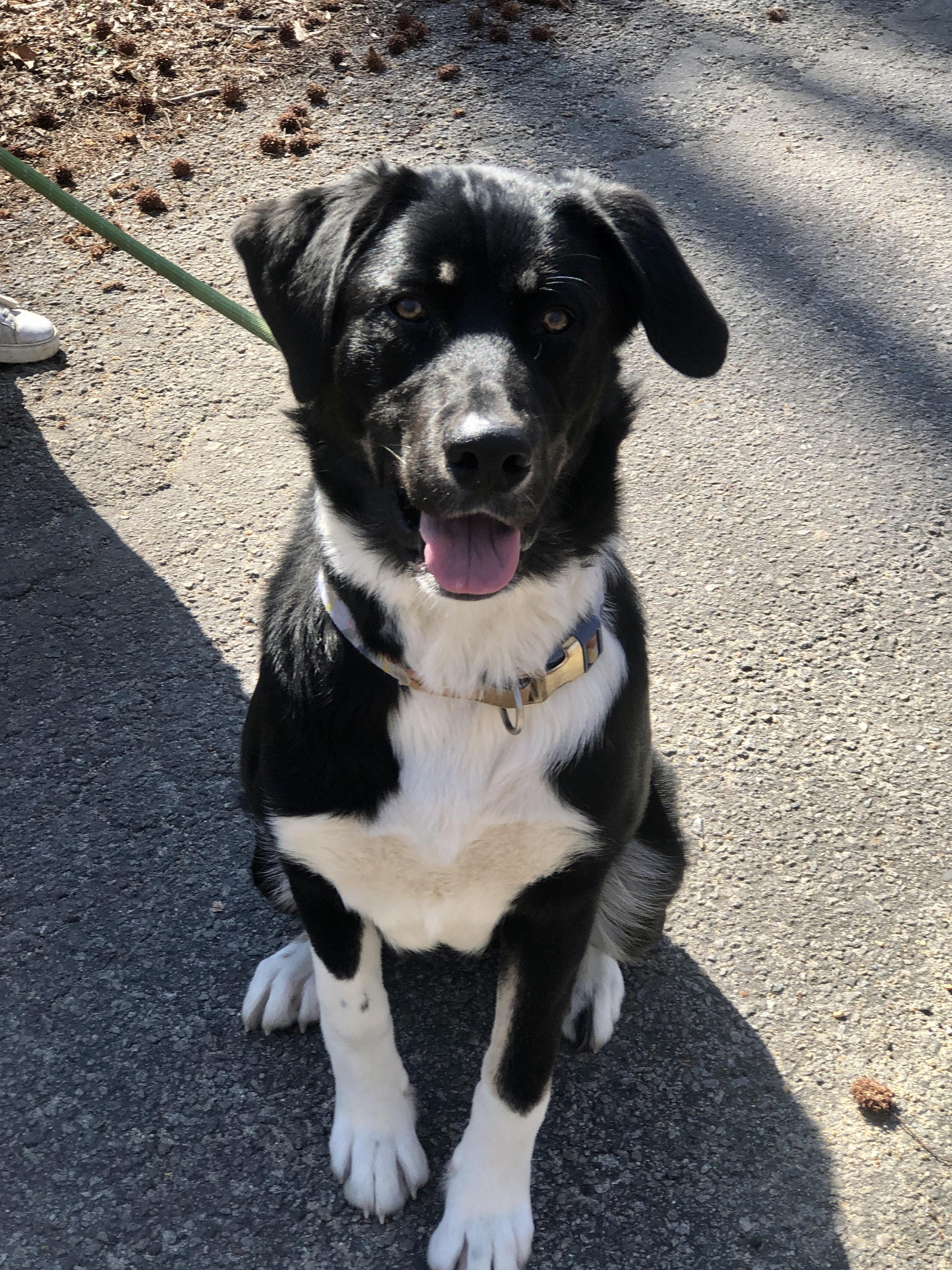 Bear, an adopted mixed breed in Petersburg, VA image 3/6