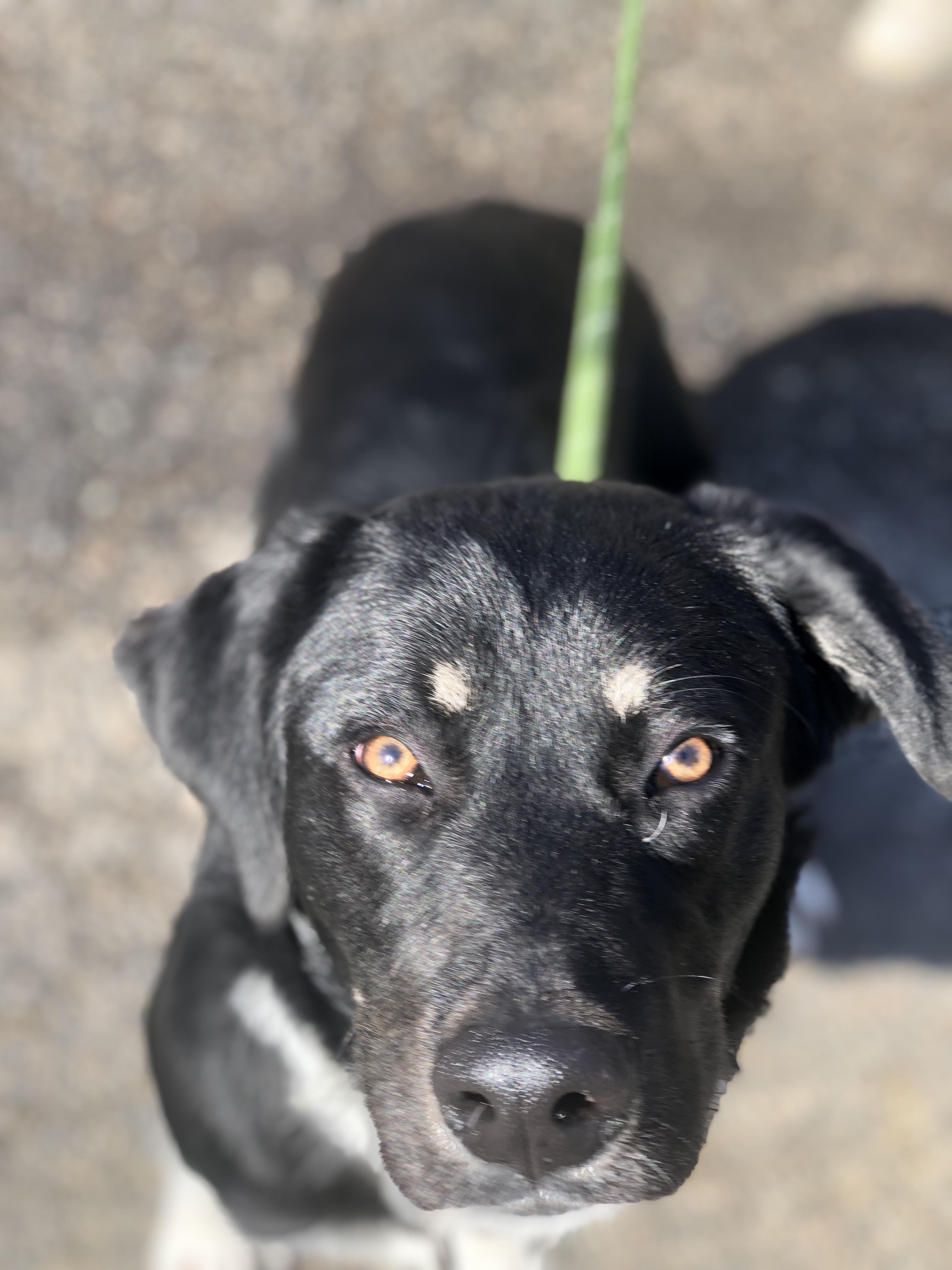 Bear, an adopted mixed breed in Petersburg, VA image 2/6