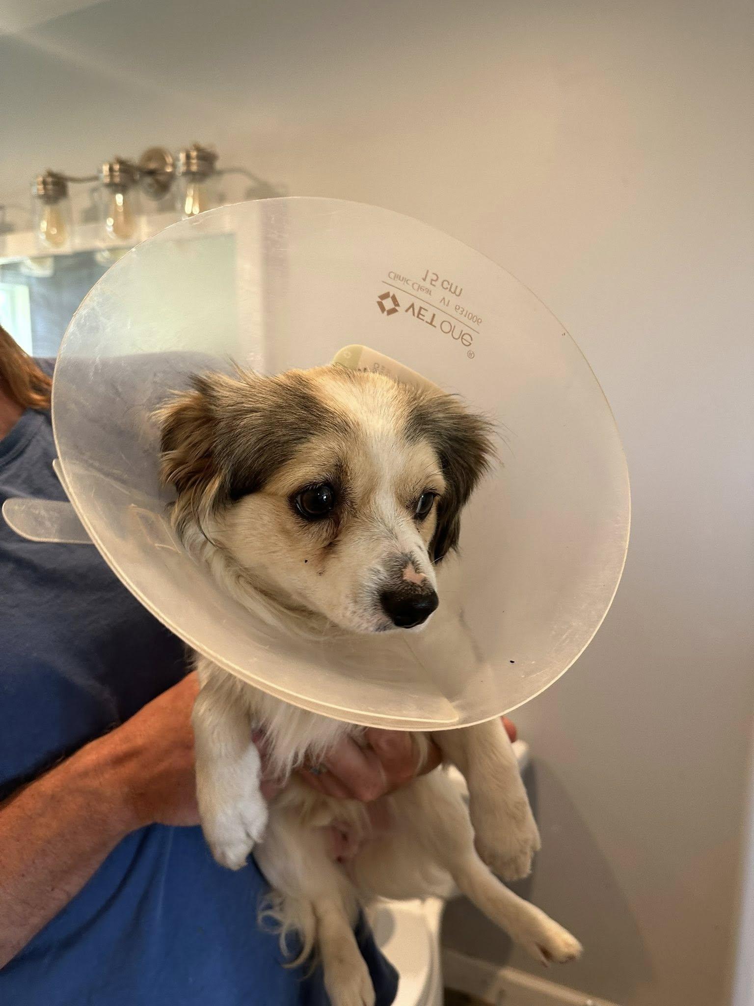 Enlarge Rabbit, an adopted mixed breed in Agua Dulce, CA image 2/3