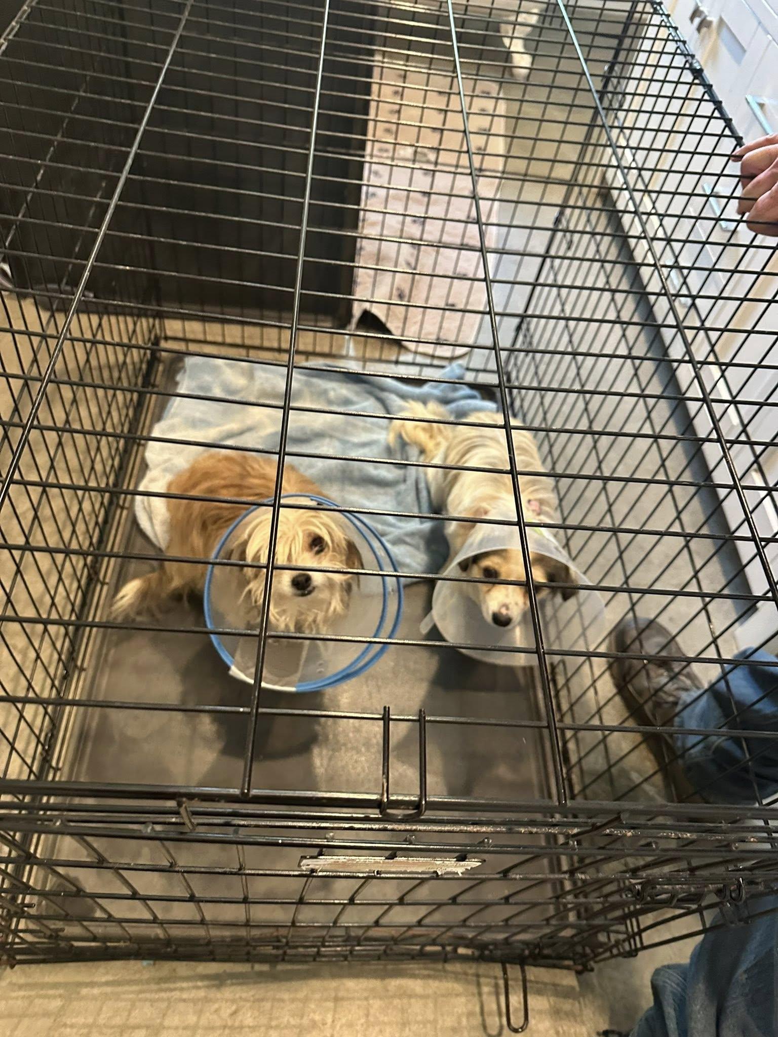 Enlarge Rabbit, an adopted mixed breed in Agua Dulce, CA image 3/3