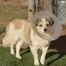 Rabbit, adopted, Young Male Spaniel.