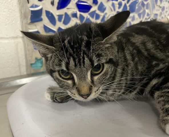 ERSA, Adoptable, Young Female Domestic Short Hair.