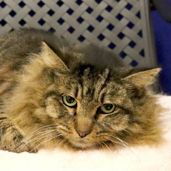 Enlarge Miss Shadow, a Adoptable mixed breed in Fort Davis, TX image 1/2