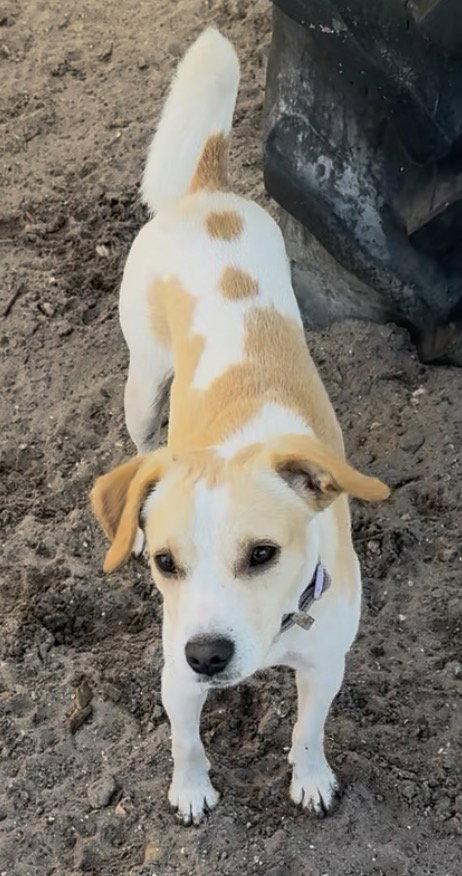 Enlarge Stretch, a Adoptable mixed breed in Sanford, FL image 1/3