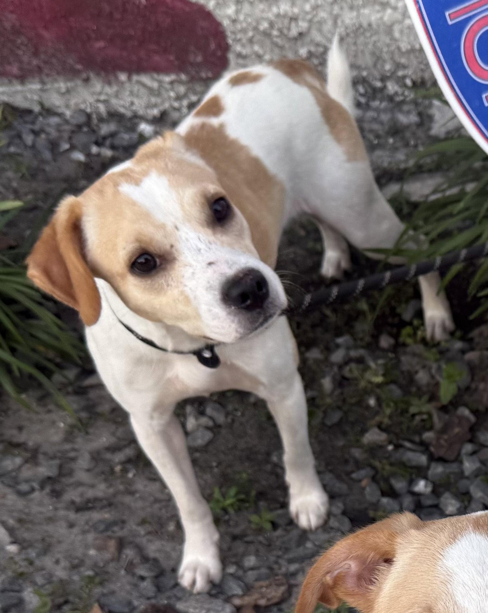 Enlarge Stretch, a Adoptable mixed breed in Sanford, FL image 1/3