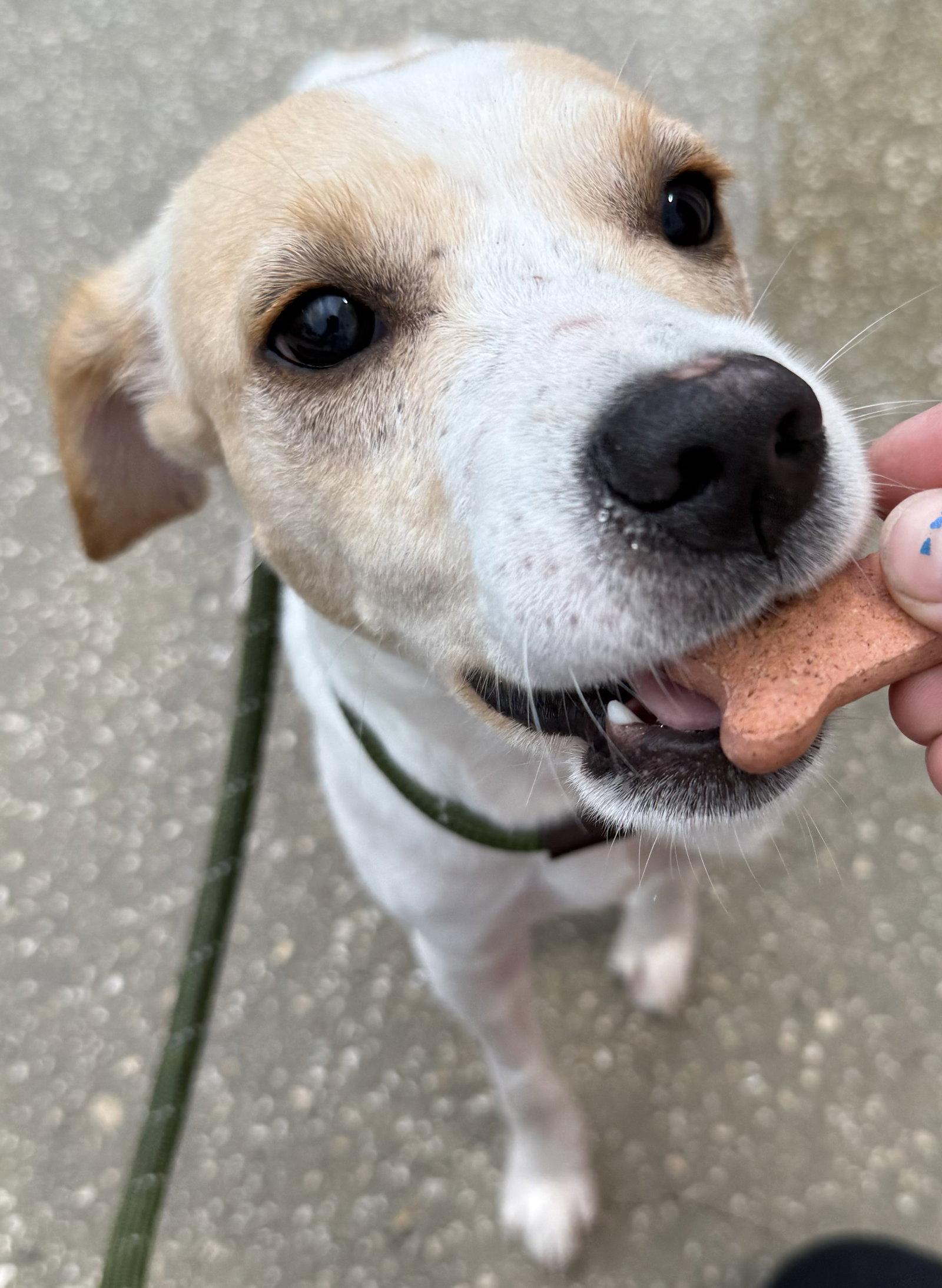 Enlarge Stretch, a Adoptable mixed breed in Sanford, FL image 2/3