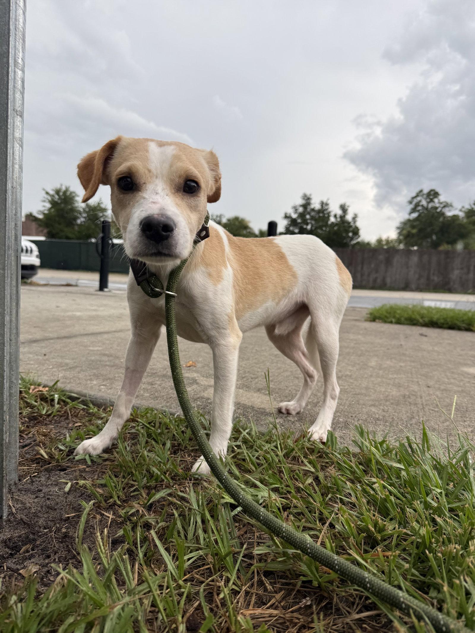 Enlarge Stretch, a Adoptable mixed breed in Sanford, FL image 2/3