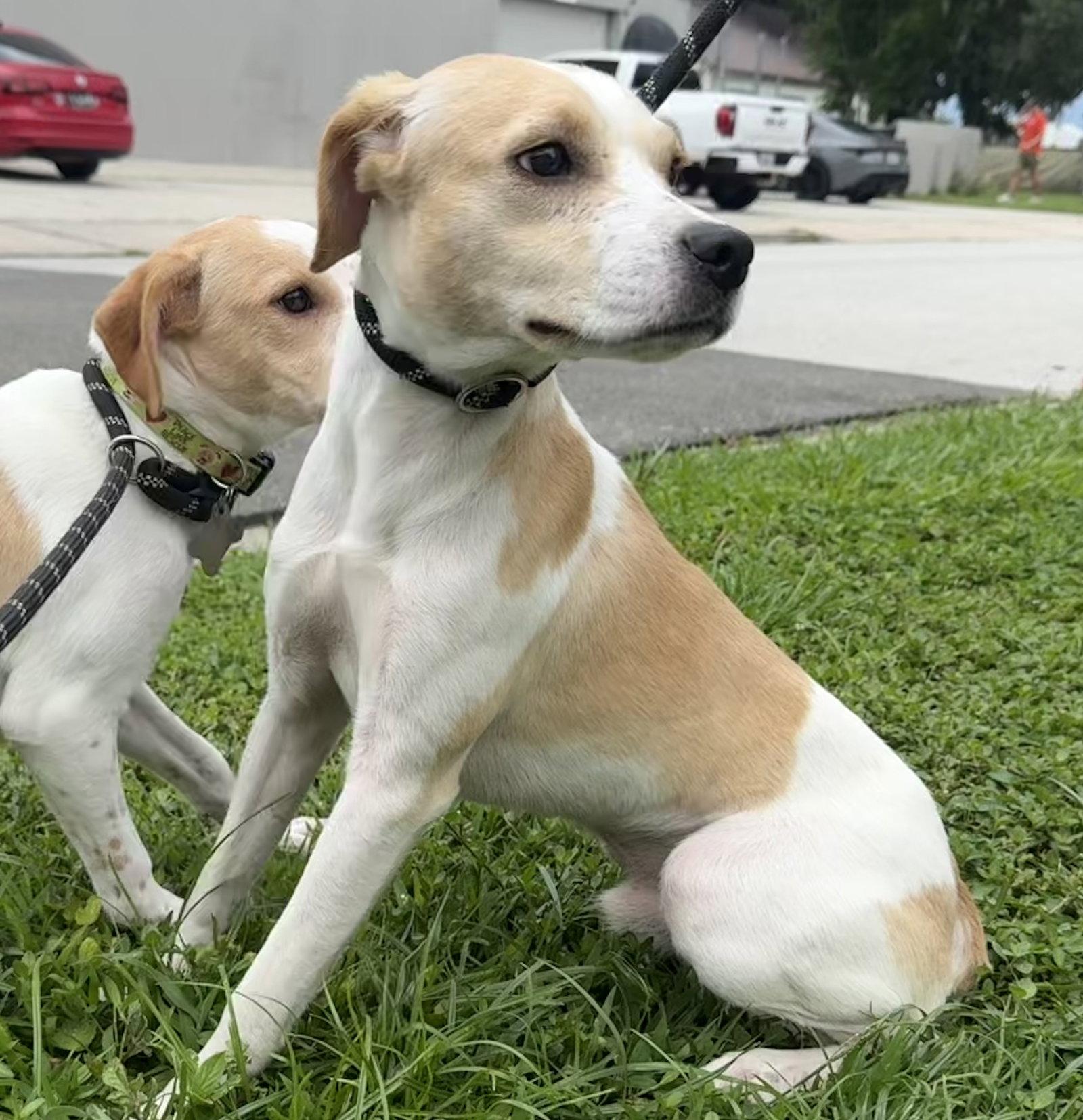 Enlarge Stretch, a Adoptable mixed breed in Sanford, FL image 3/3