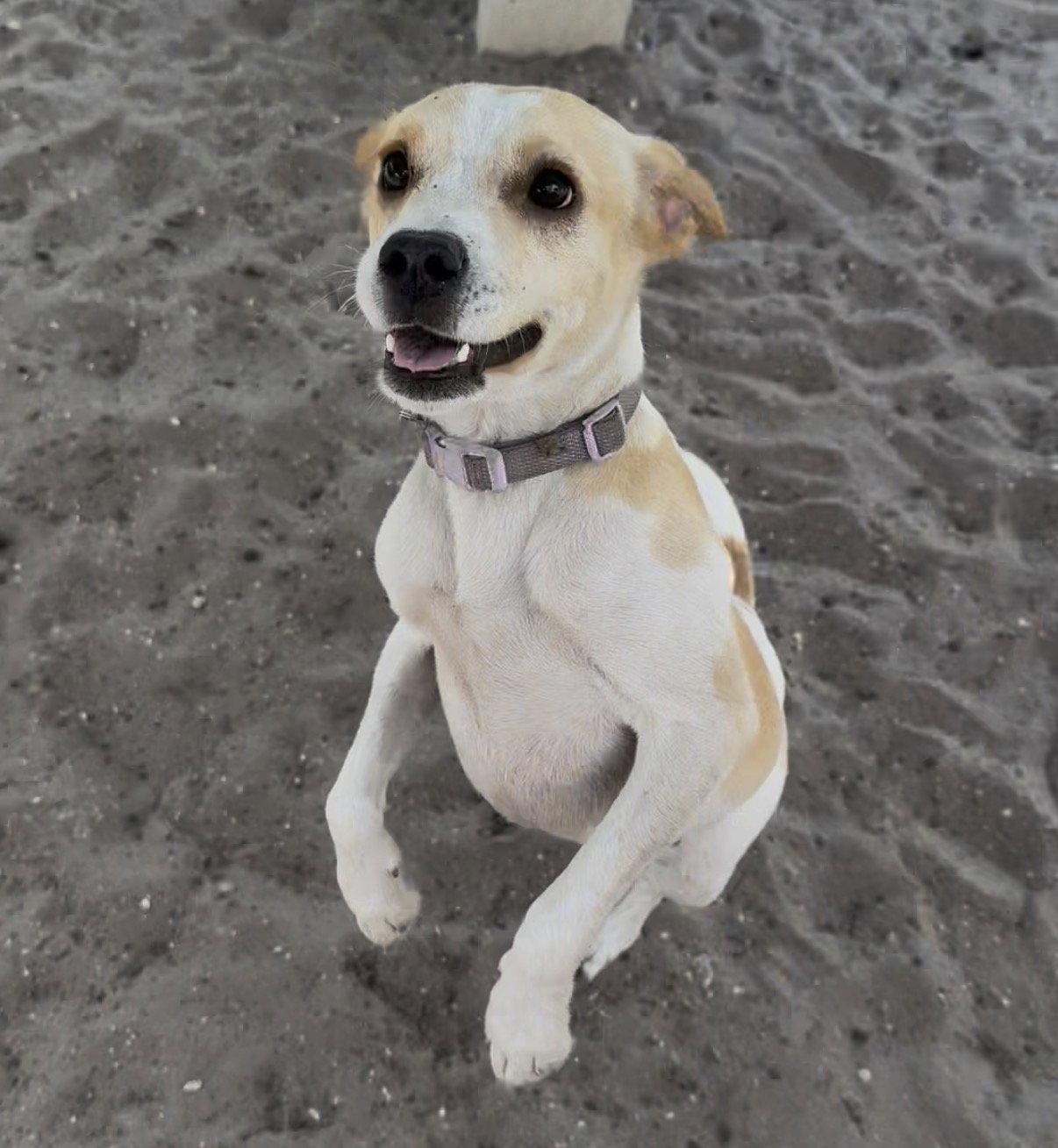 Enlarge Stretch, a Adoptable mixed breed in Sanford, FL image 3/3