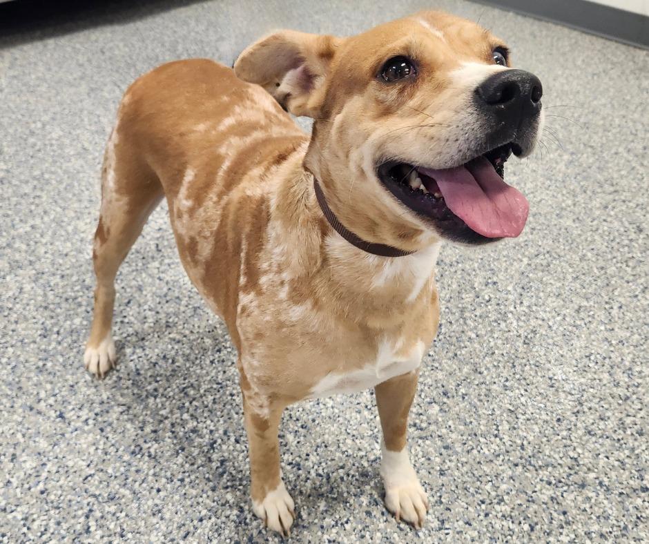 GILLY, Adoptable, Adult Female Cattle Dog & Husky.