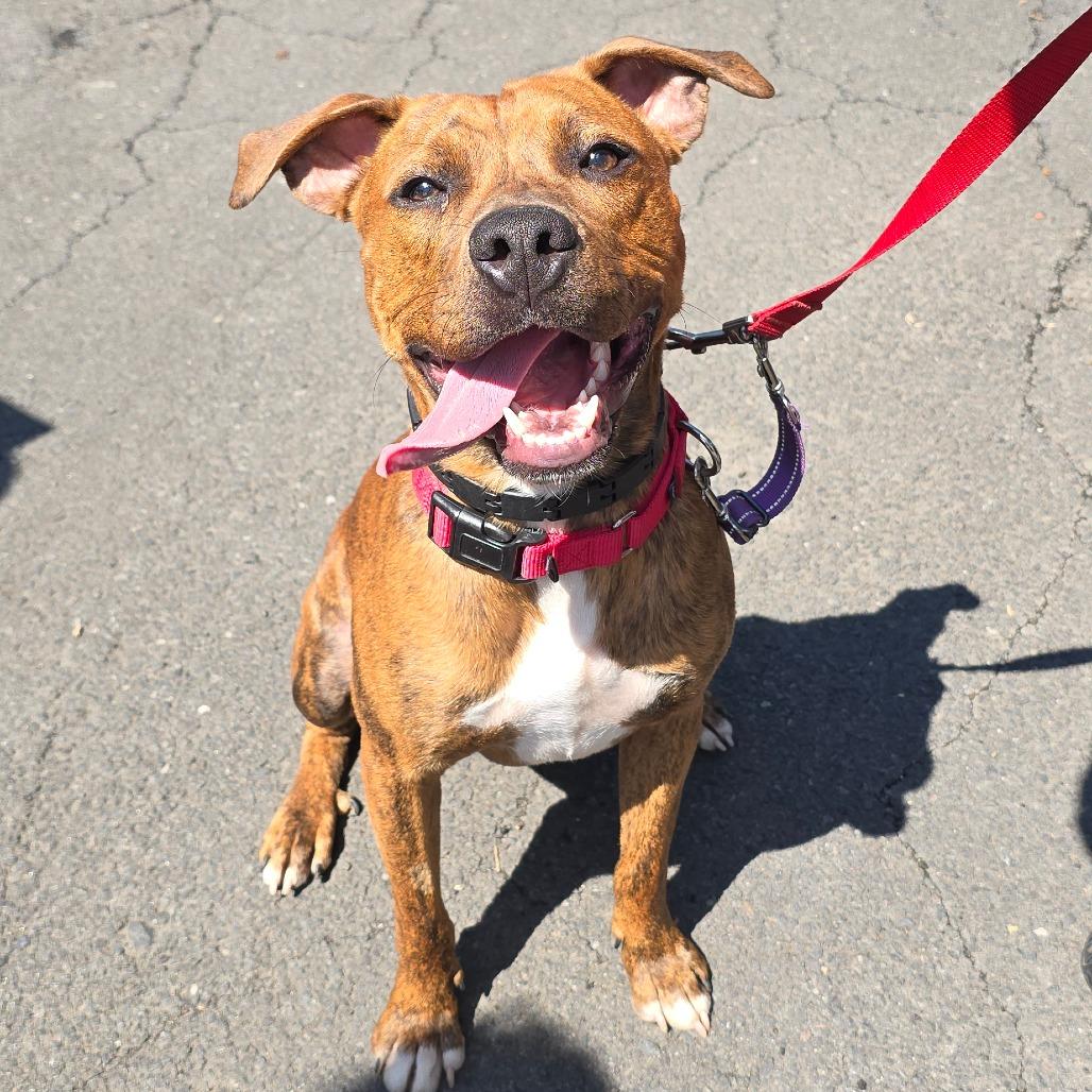 Tarzan, Adoptable, Young Male Mixed Breed & Mixed Breed.