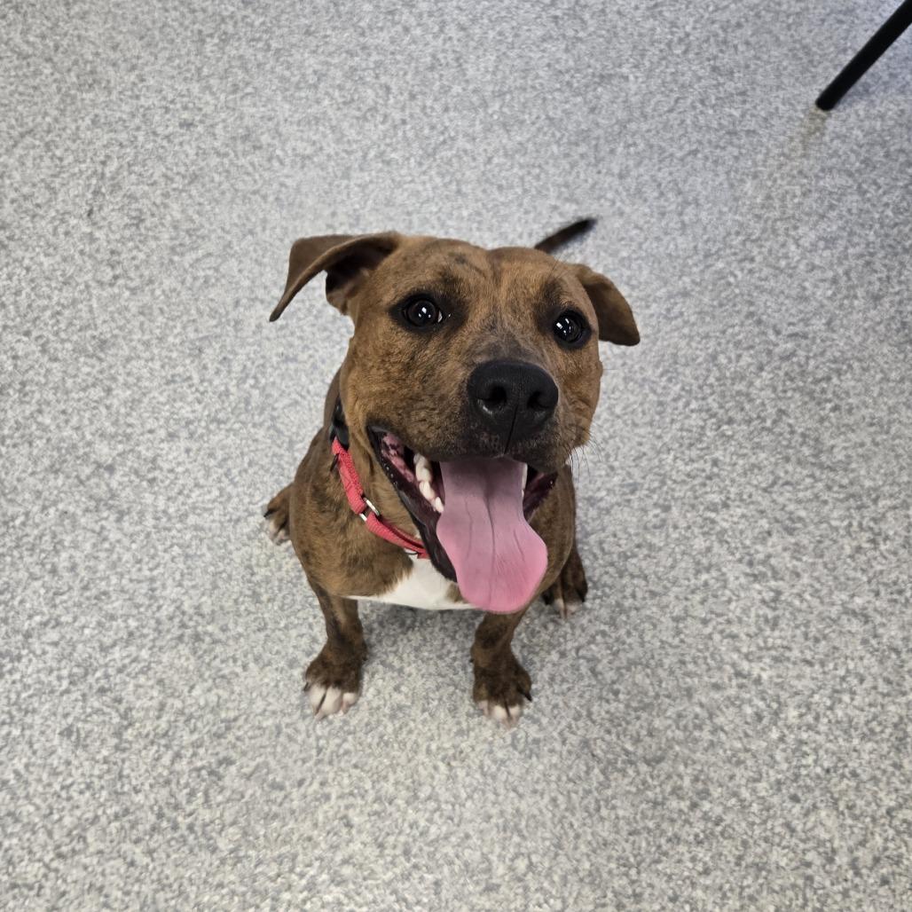 Enlarge Tarzan, a Adoptable mixed breed in East Hanover, NJ image 2/6