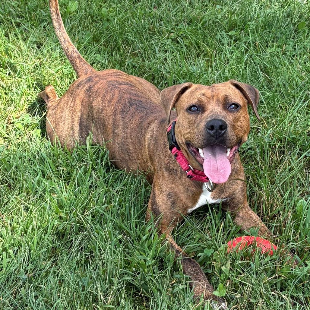 Enlarge Tarzan, a Adoptable mixed breed in East Hanover, NJ image 3/6