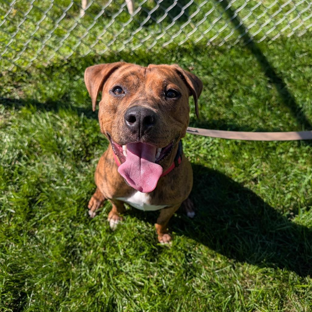 Enlarge Tarzan, a Adoptable mixed breed in East Hanover, NJ image 4/6