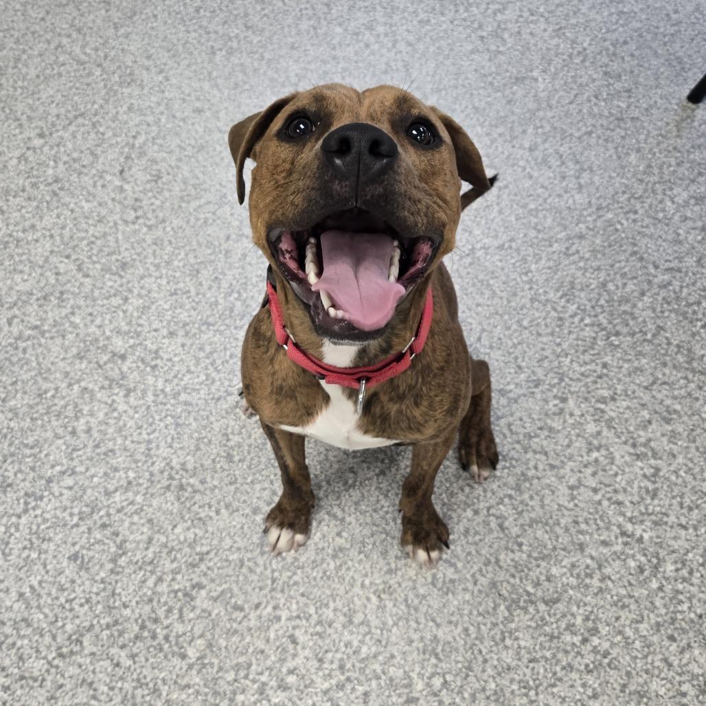 Enlarge Tarzan, a Adoptable mixed breed in East Hanover, NJ image 5/6