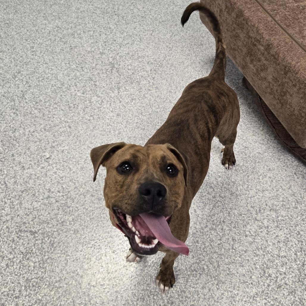 Enlarge Tarzan, a Adoptable mixed breed in East Hanover, NJ image 6/6