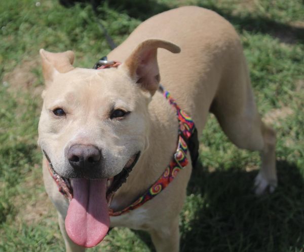 Tywin, an adoptable mixed breed in Stuarts Draft, VA image 5/6