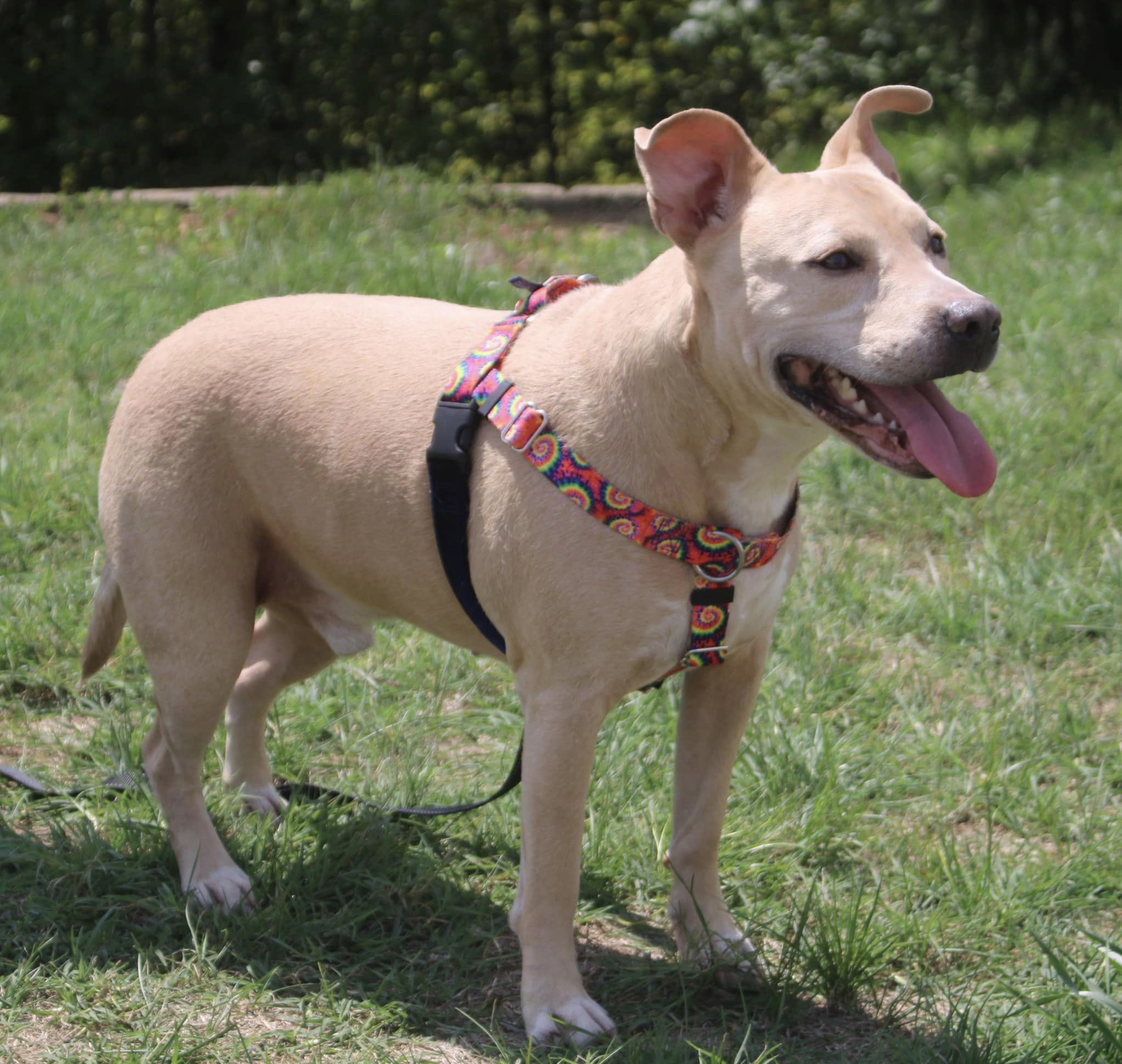 Tywin, an adoptable mixed breed in Stuarts Draft, VA image 4/6