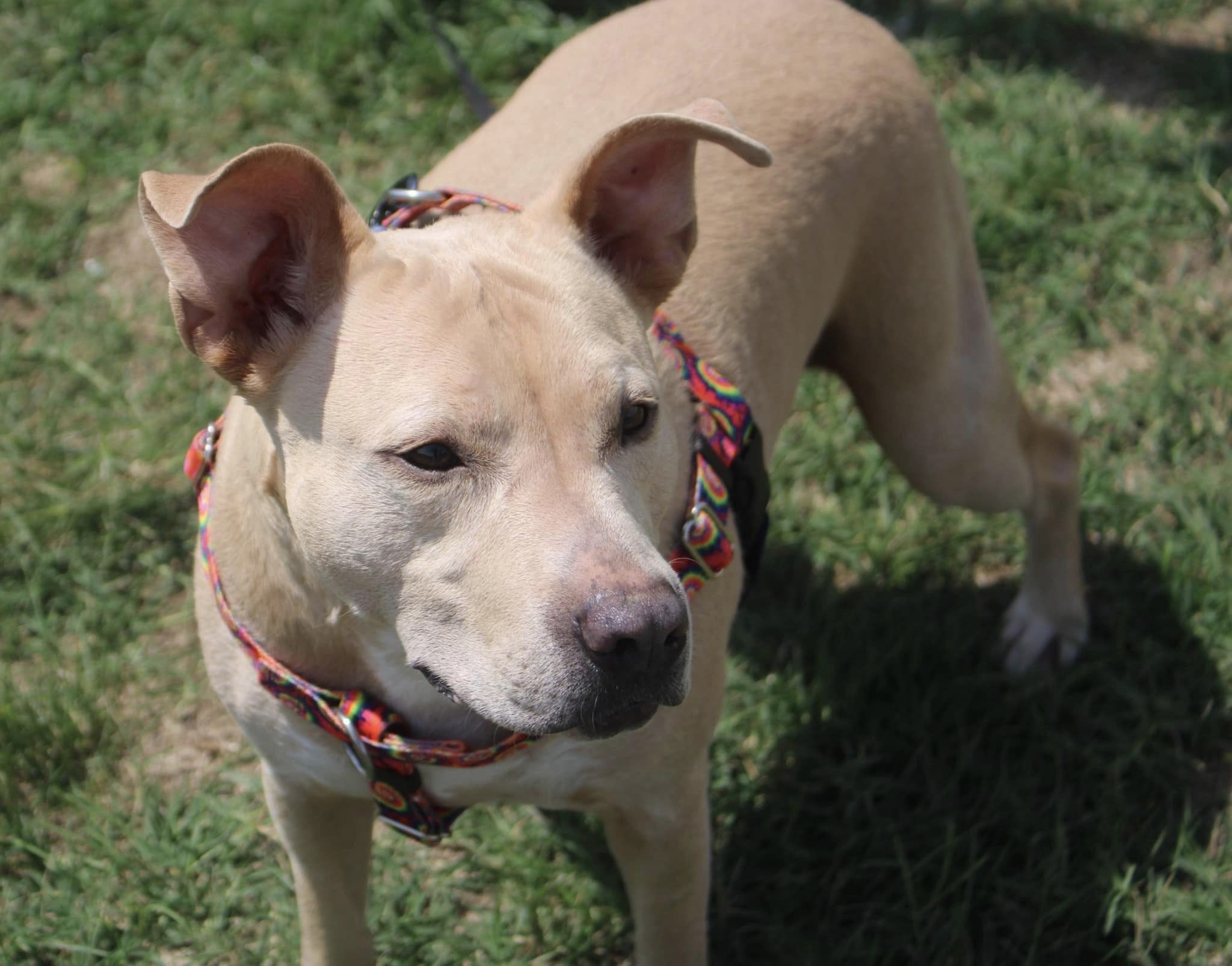 Tywin, an adoptable mixed breed in Stuarts Draft, VA image 2/6