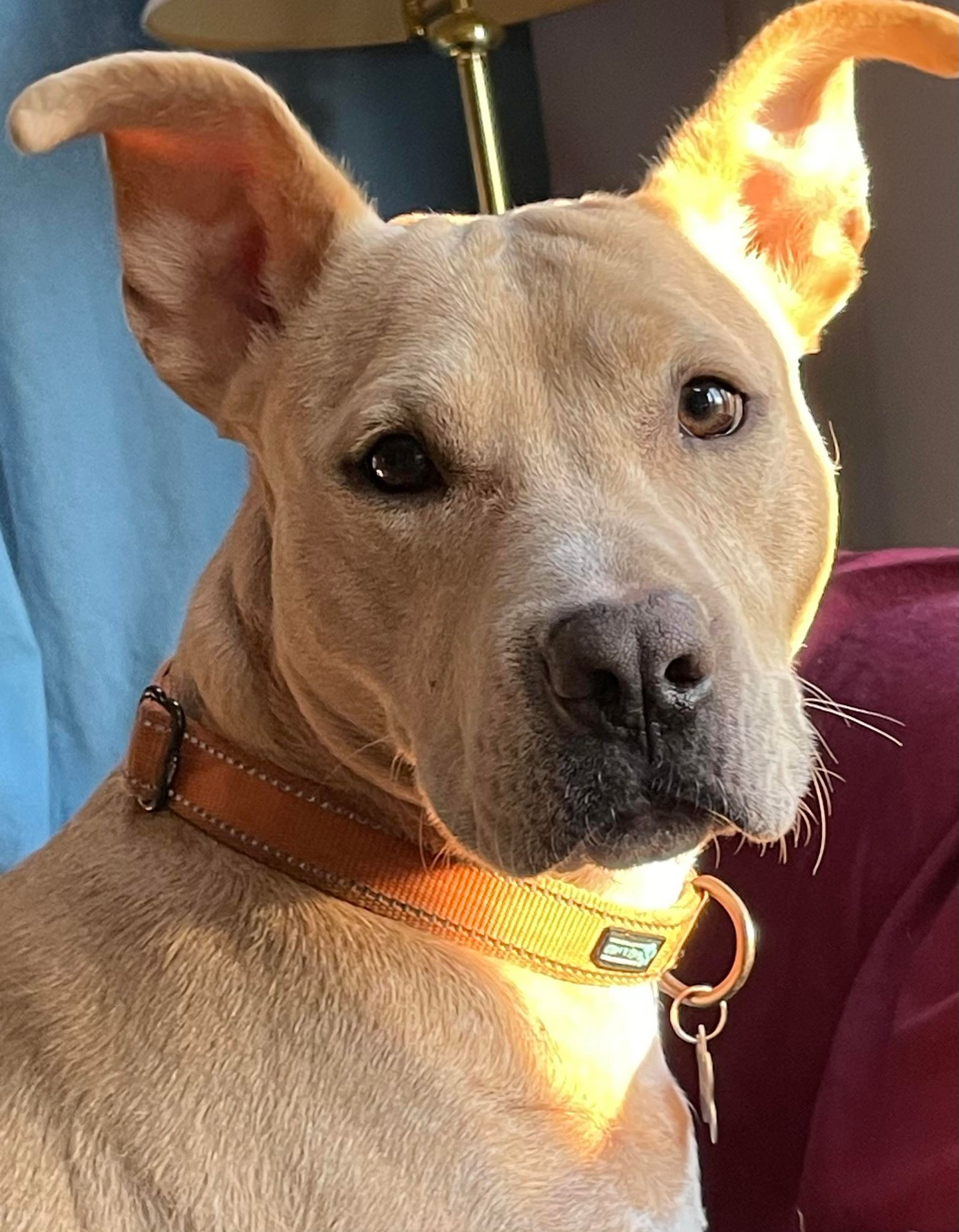 Tywin, an adoptable mixed breed in Stuarts Draft, VA image 3/6