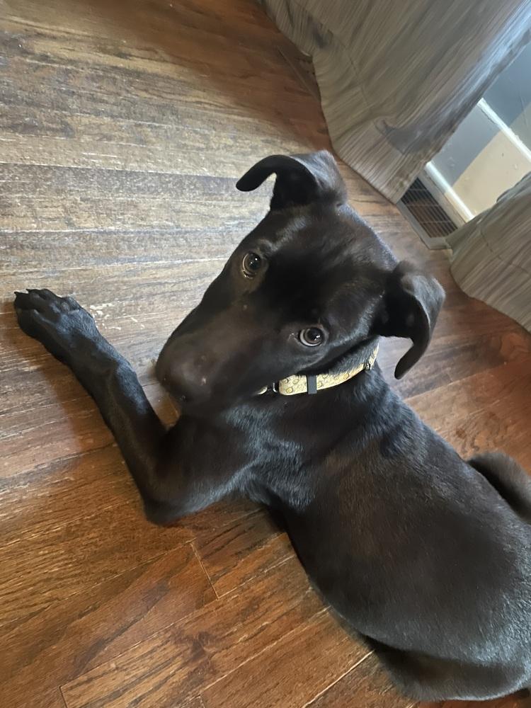 Atlas (25-160 D), a Adoptable mixed breed in Lansing, MI image 1/6