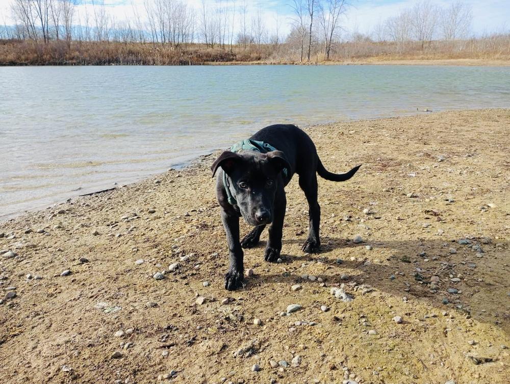 Atlas (25-160 D), a Adoptable mixed breed in Lansing, MI image 2/6