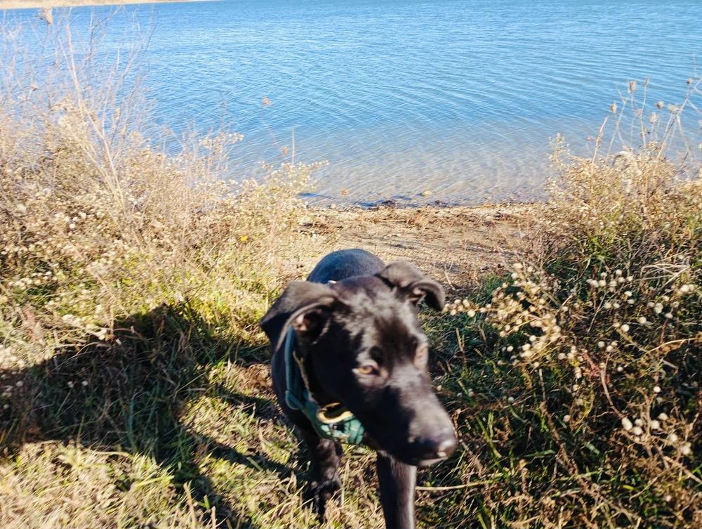 Atlas (25-160 D), a Adoptable mixed breed in Lansing, MI image 3/6