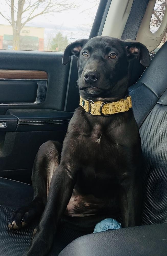 Atlas (25-160 D), a Adoptable mixed breed in Lansing, MI image 4/6