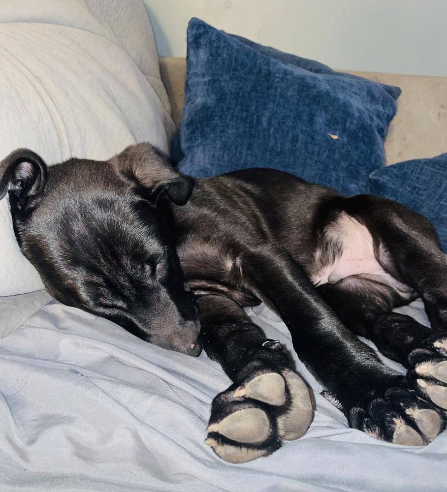 Atlas (25-160 D), a Adoptable mixed breed in Lansing, MI image 5/6