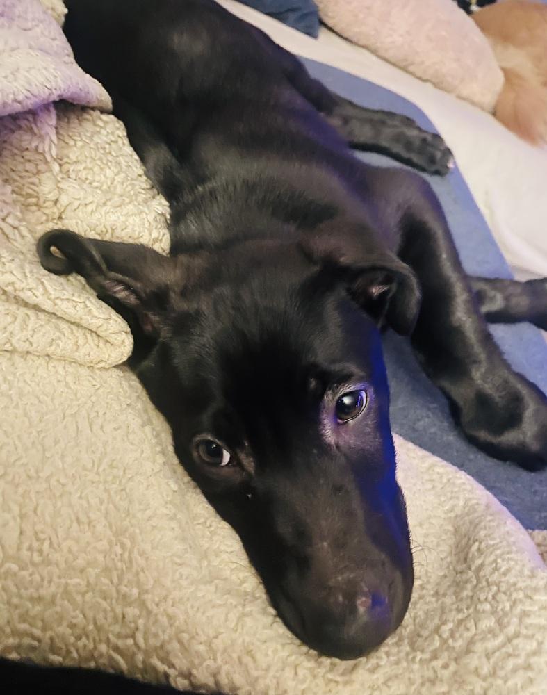 Atlas (25-160 D), a Adoptable mixed breed in Lansing, MI image 6/6